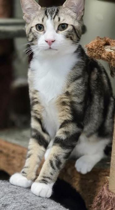 Finley, ADOPTABLE, Young Male Tabby.