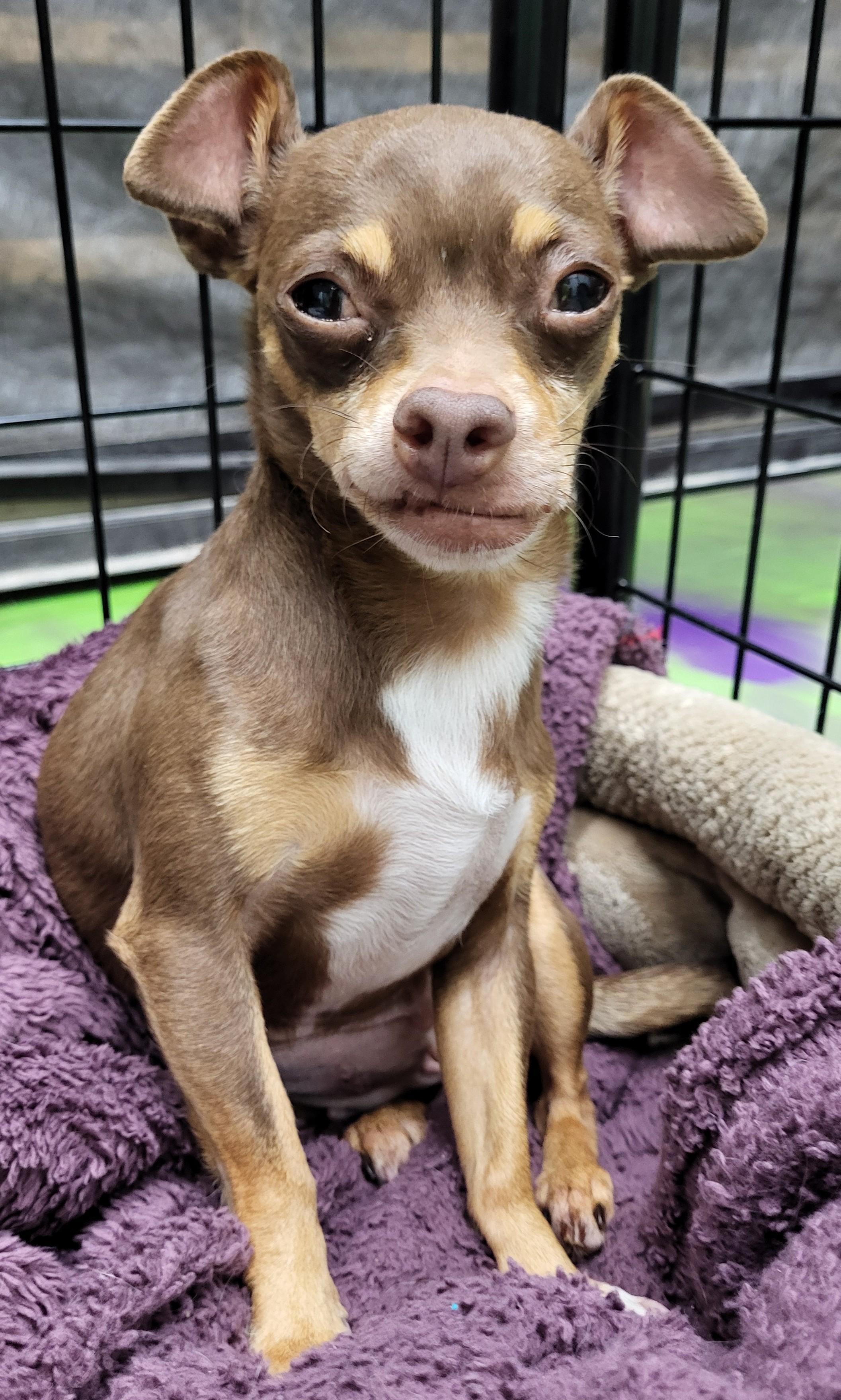 Tiana, Adoptable, Adult Female Chihuahua.