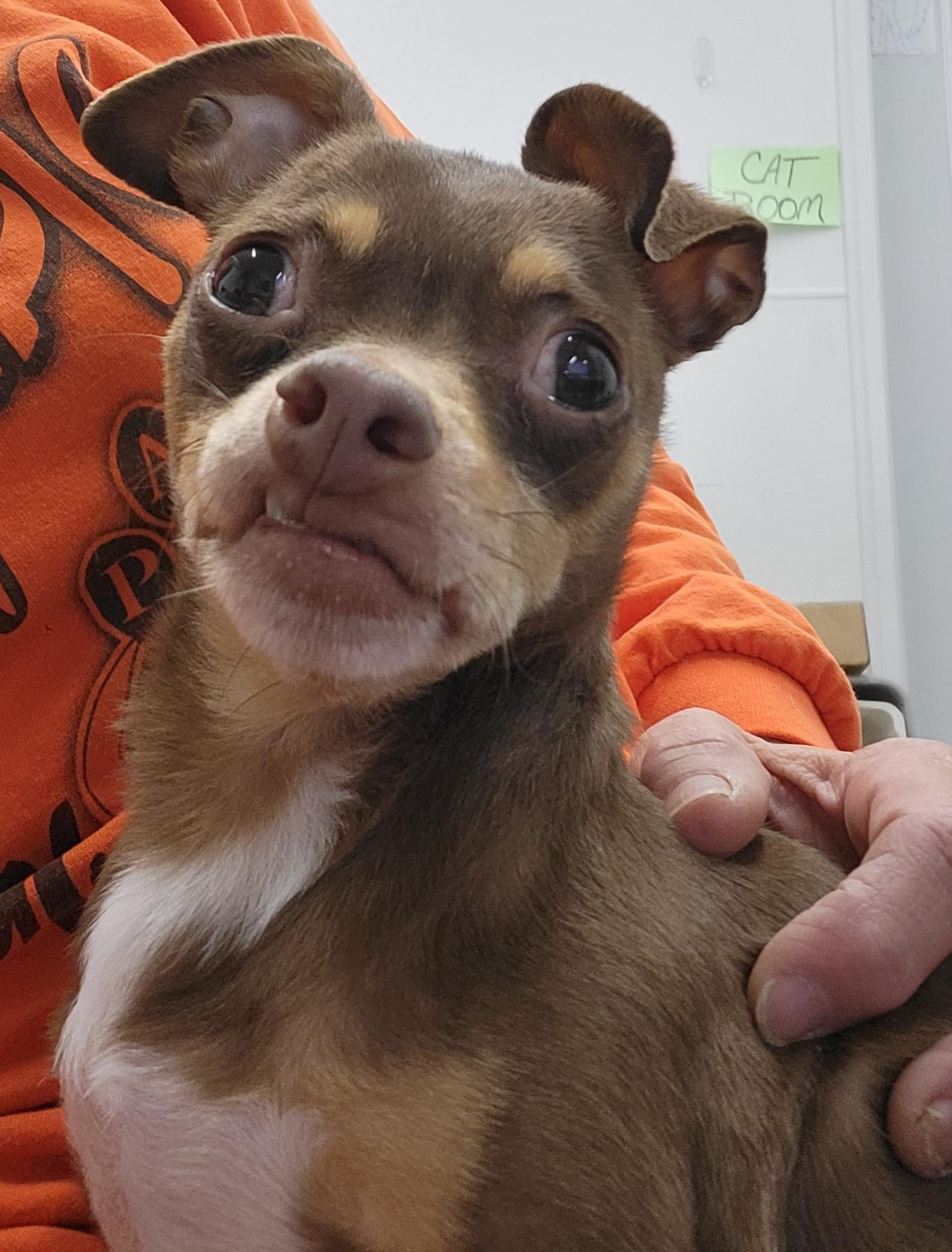 Tiana, a Adoptable Chihuahua in Anna, IL image 2/4