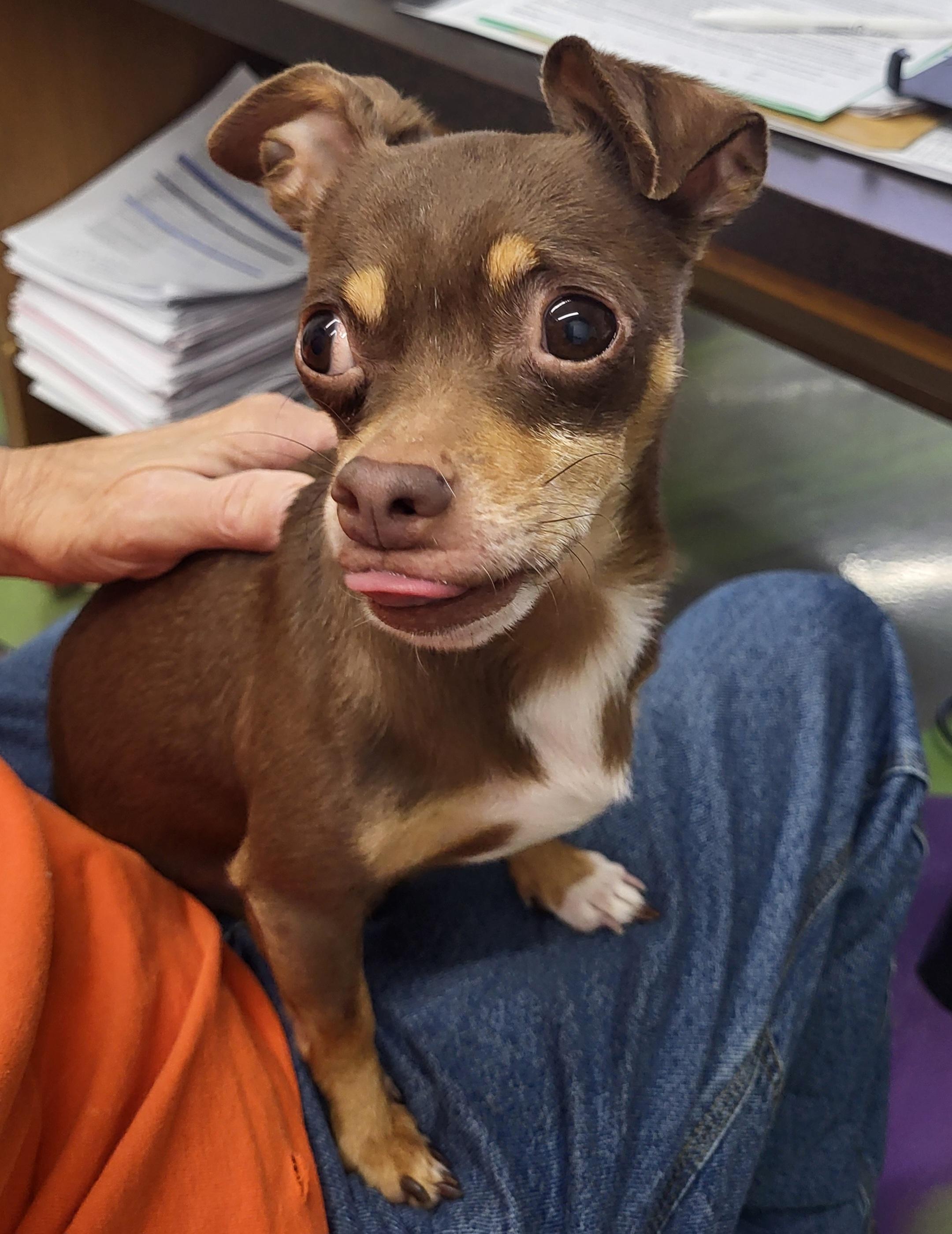 Tiana, a Adoptable Chihuahua in Anna, IL image 3/4