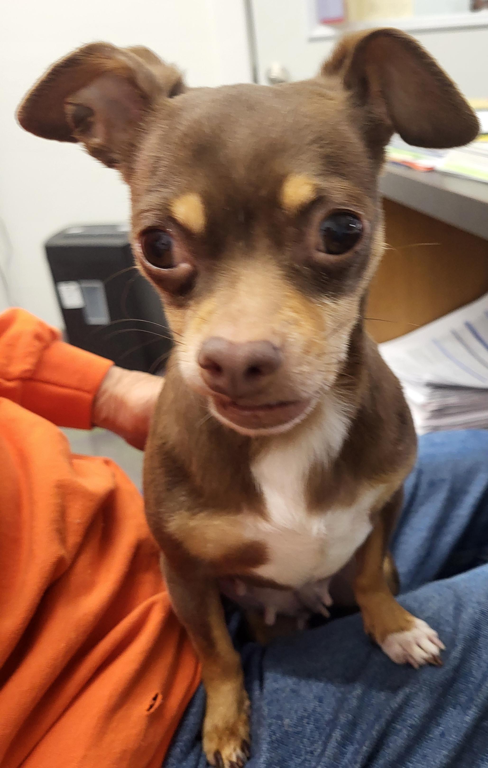 Tiana, a Adoptable Chihuahua in Anna, IL image 4/4