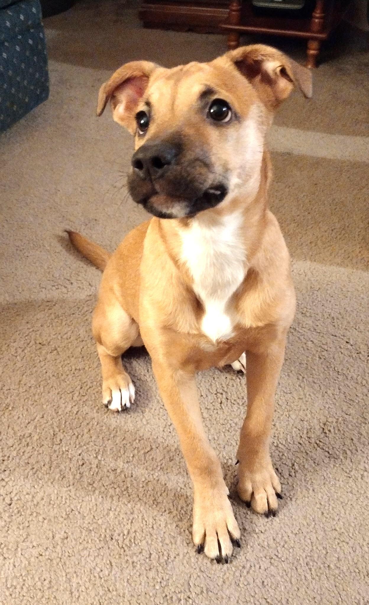 Enlarge Robbin, a Adoptable mixed breed in West Chicago, IL image 1/3