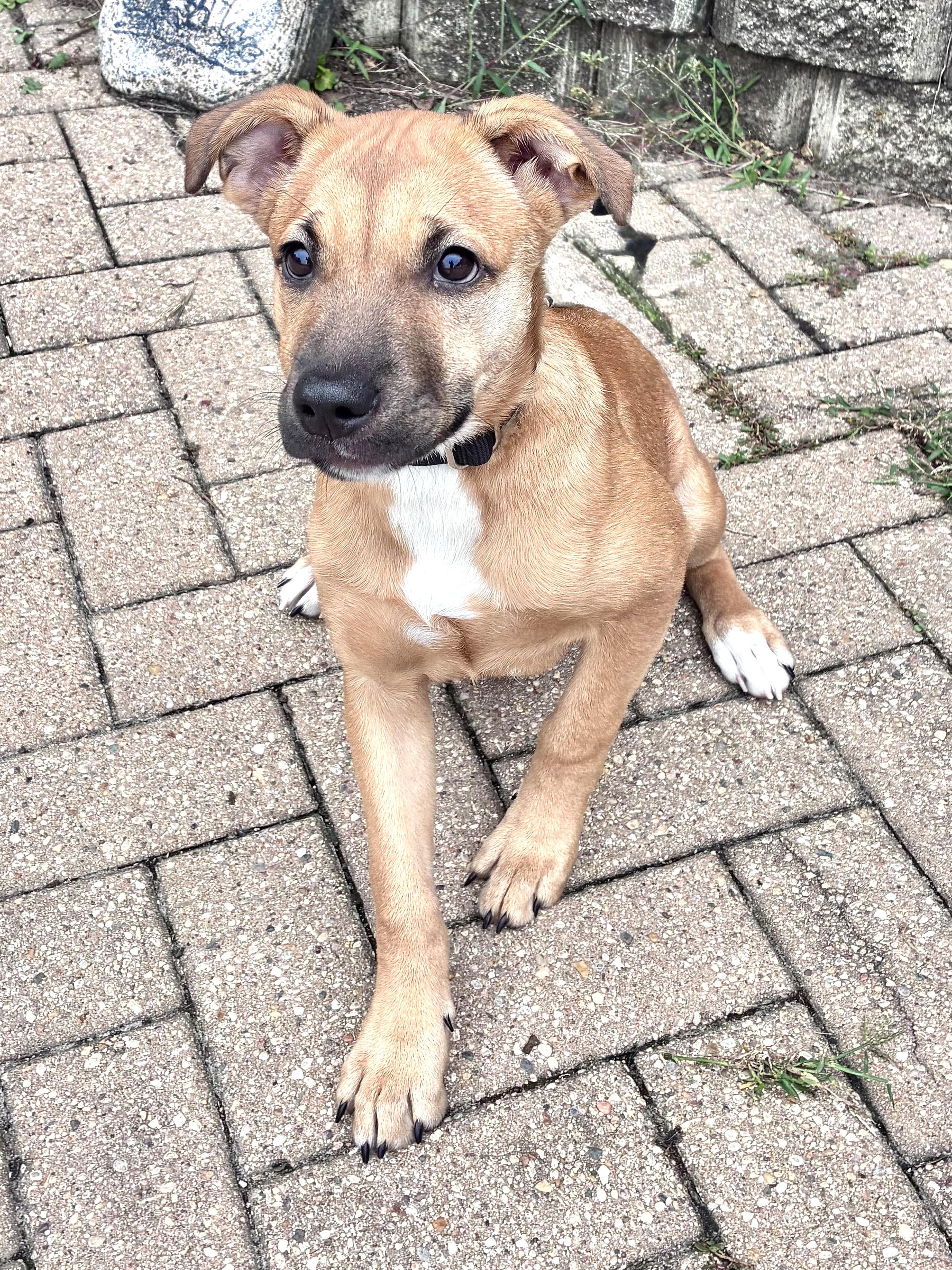 Enlarge Robbin, a Adoptable mixed breed in West Chicago, IL image 3/3