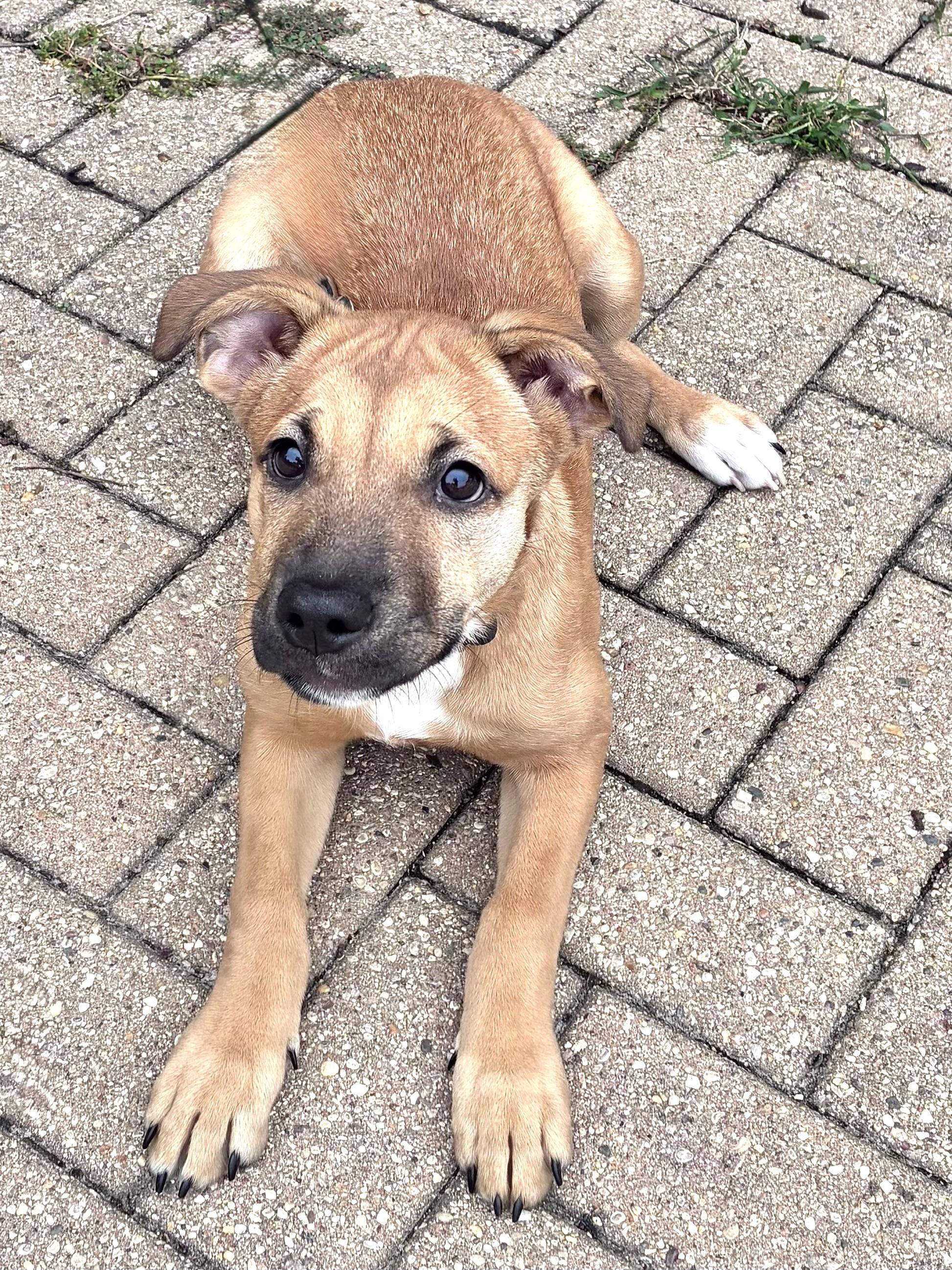 Enlarge Robbin, a Adoptable mixed breed in West Chicago, IL image 2/3