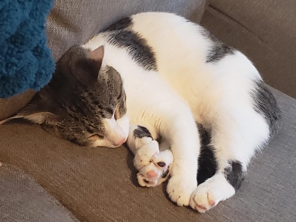 Enlarge Calvin, a Adoptable mixed breed in Stewartsville,, NJ image 1/12