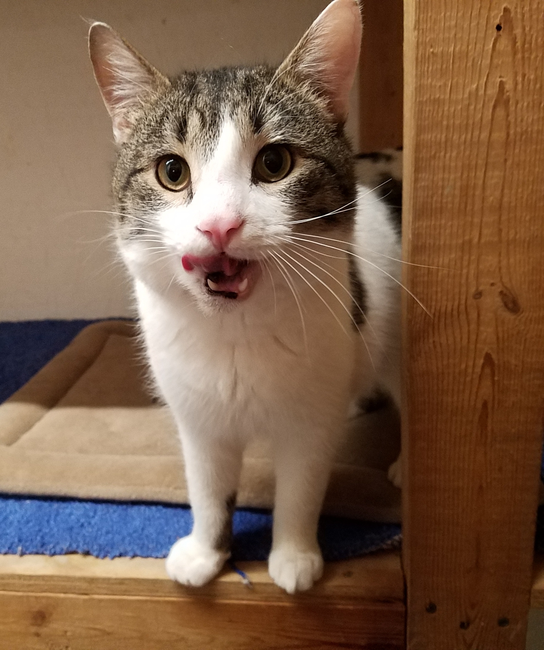 Enlarge Calvin, a Adoptable mixed breed in Stewartsville,, NJ image 2/12