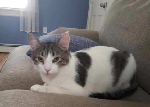 Enlarge Calvin, a Adoptable mixed breed in Stewartsville,, NJ image 3/12