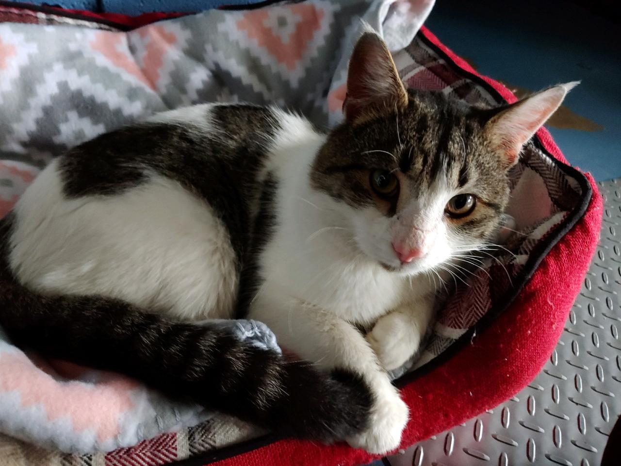 Enlarge Calvin, a Adoptable mixed breed in Stewartsville,, NJ image 5/12