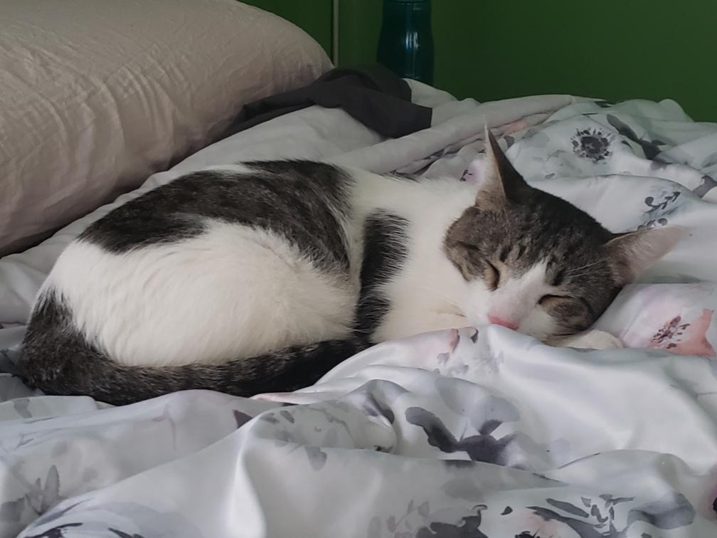 Enlarge Calvin, a Adoptable mixed breed in Stewartsville,, NJ image 6/12