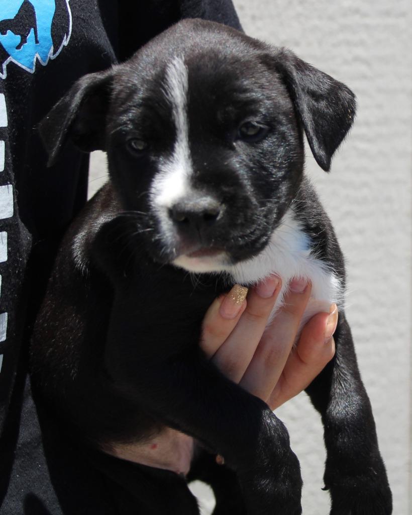 Jacqueline, Adoptable, Puppy Female Labrador Retriever & Mixed Breed.