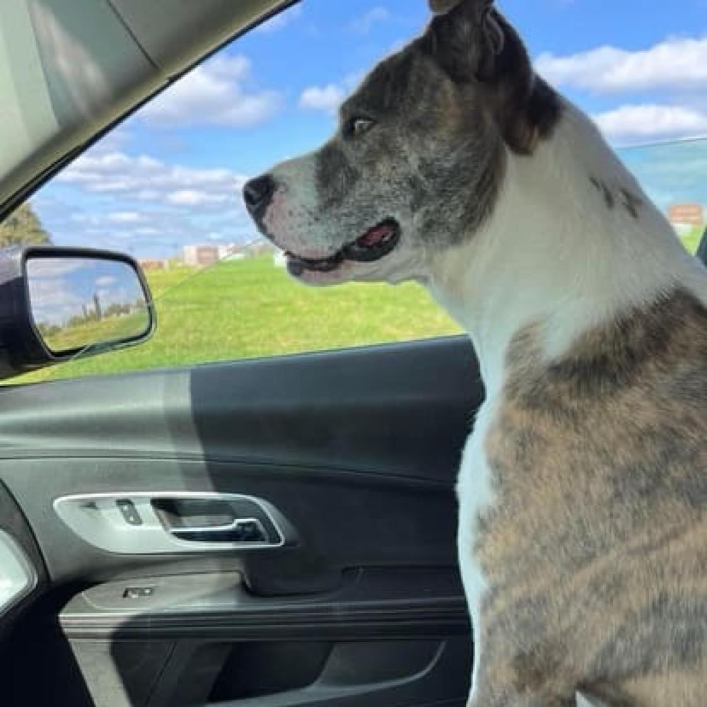 Willow, Adoptable, Adult Female American Staffordshire Terrier.