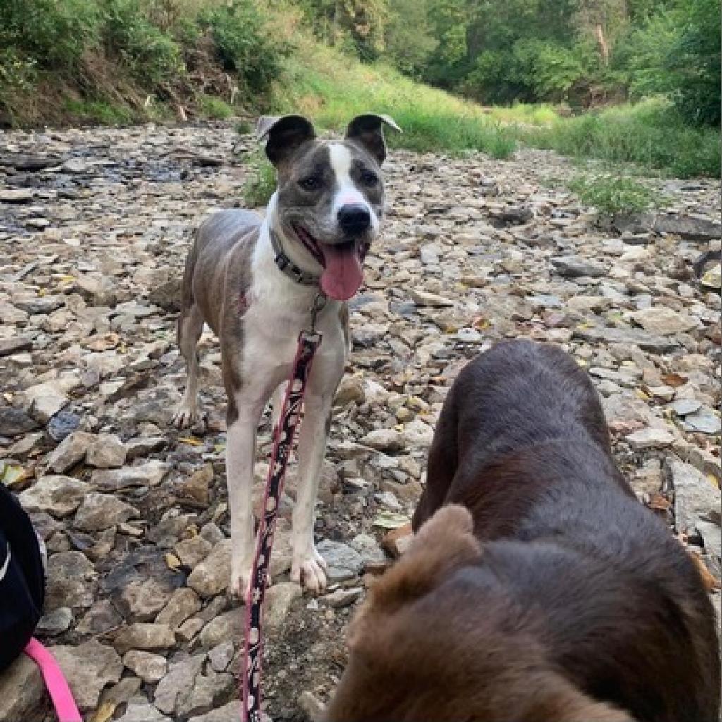 Enlarge Willow, a Adoptable American Staffordshire Terrier in Olathe, KS image 2/6