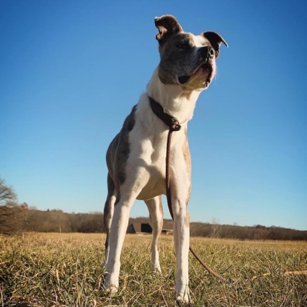 Enlarge Willow, a Adoptable American Staffordshire Terrier in Olathe, KS image 6/6