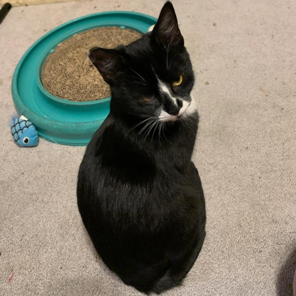 AJ, Adoptable, Young Female Domestic Medium Hair.