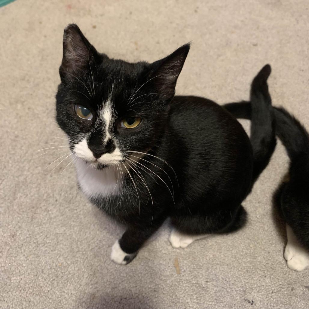 Enlarge AJ, a Adoptable Domestic Medium Hair in Buffalo, WY image 2/4