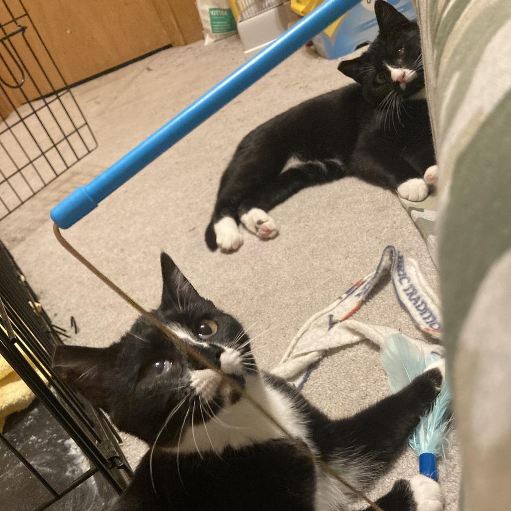 Enlarge AJ, a Adoptable Domestic Medium Hair in Buffalo, WY image 3/4