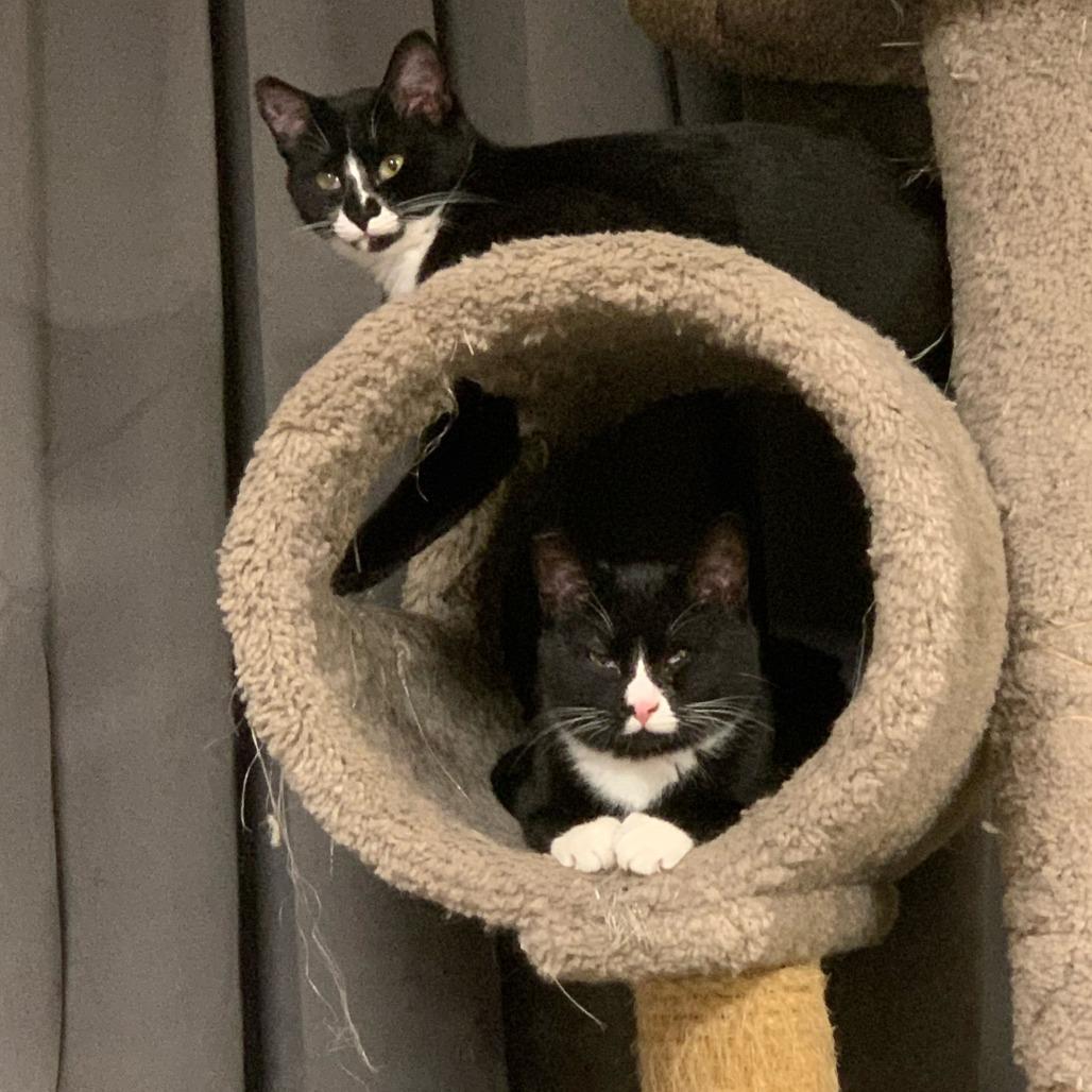 Enlarge AJ, a Adoptable Domestic Medium Hair in Buffalo, WY image 4/4