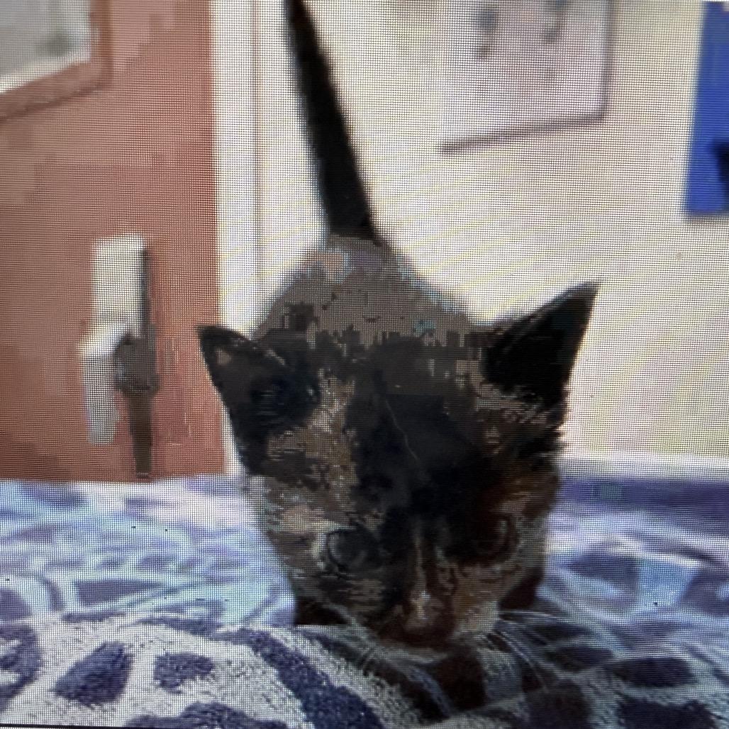 Enlarge Angela, a Adoptable Domestic Short Hair in Escondido, CA image 1/6