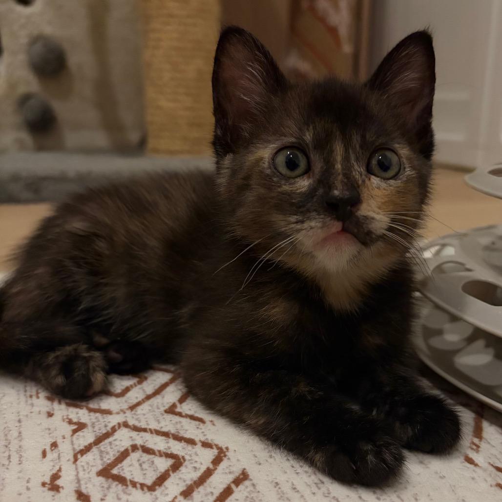 Enlarge Angela, a Adoptable Domestic Short Hair in Escondido, CA image 2/6