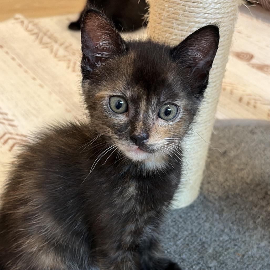 Enlarge Angela, a Adoptable Domestic Short Hair in Escondido, CA image 3/6