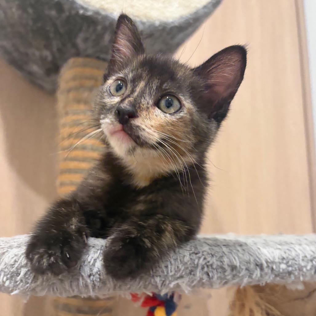 Enlarge Angela, a Adoptable Domestic Short Hair in Escondido, CA image 5/6