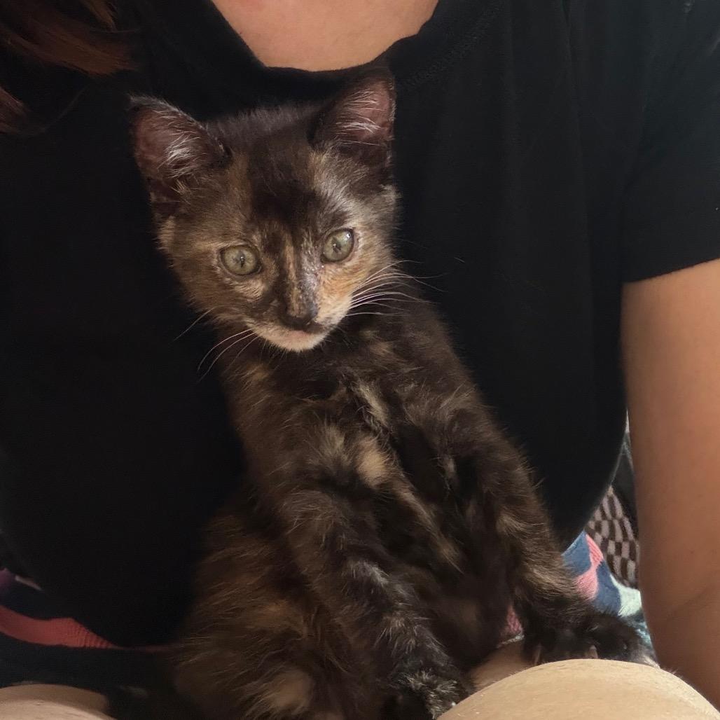Enlarge Angela, a Adoptable Domestic Short Hair in Escondido, CA image 6/6