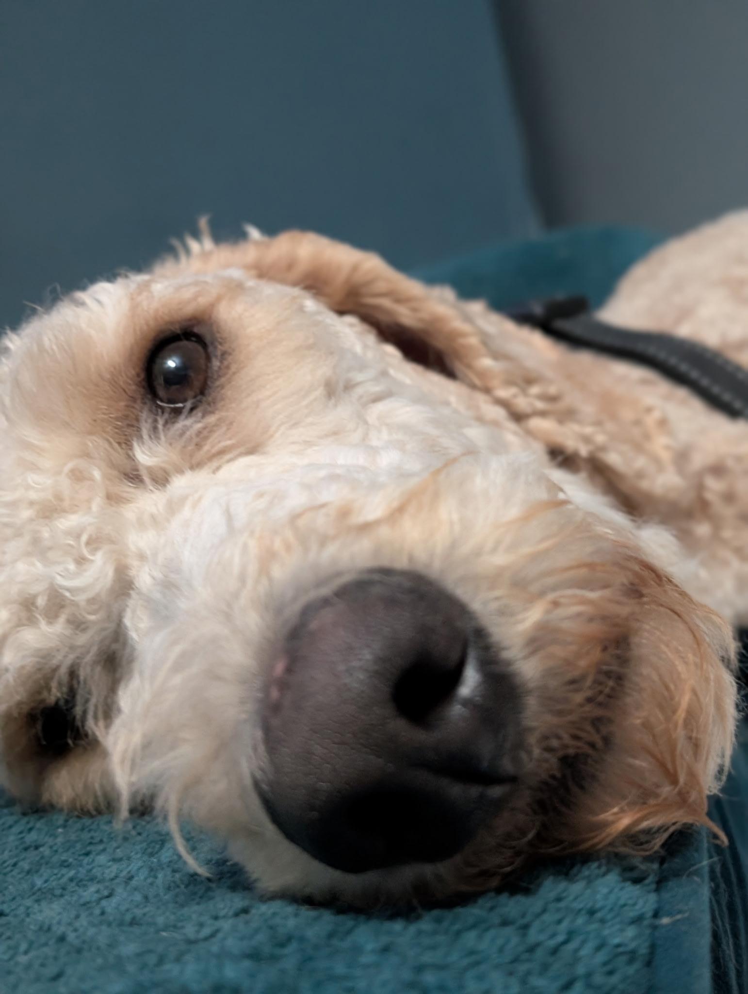 Theodore, Adopted, Young Male Standard Poodle.