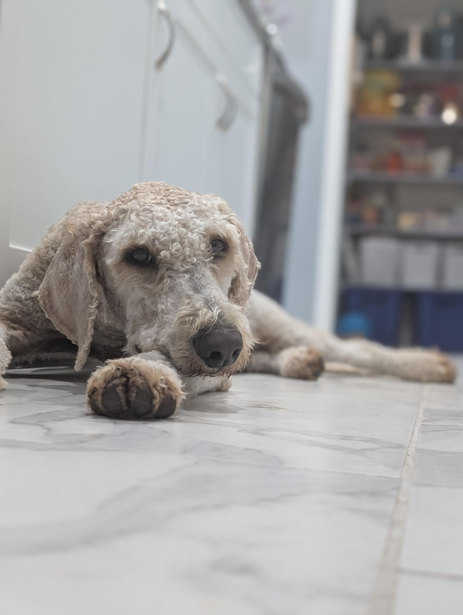 Enlarge Theodore, a Adopted Standard Poodle in Casa Grande, AZ image 2/5