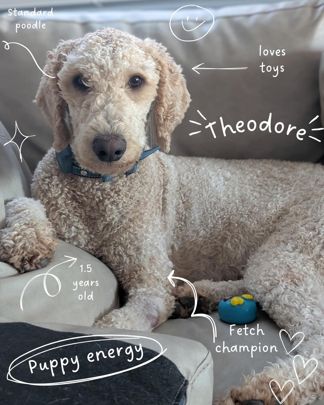 Enlarge Theodore, a Adopted Standard Poodle in Casa Grande, AZ image 3/5