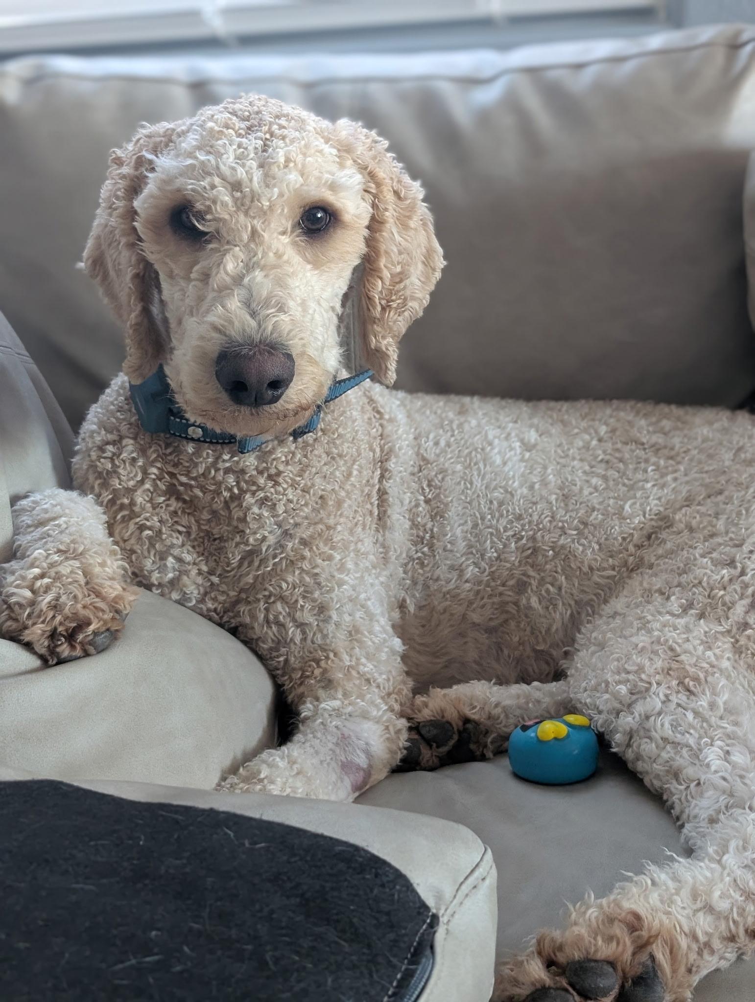Enlarge Theodore, a Adopted Standard Poodle in Casa Grande, AZ image 5/5