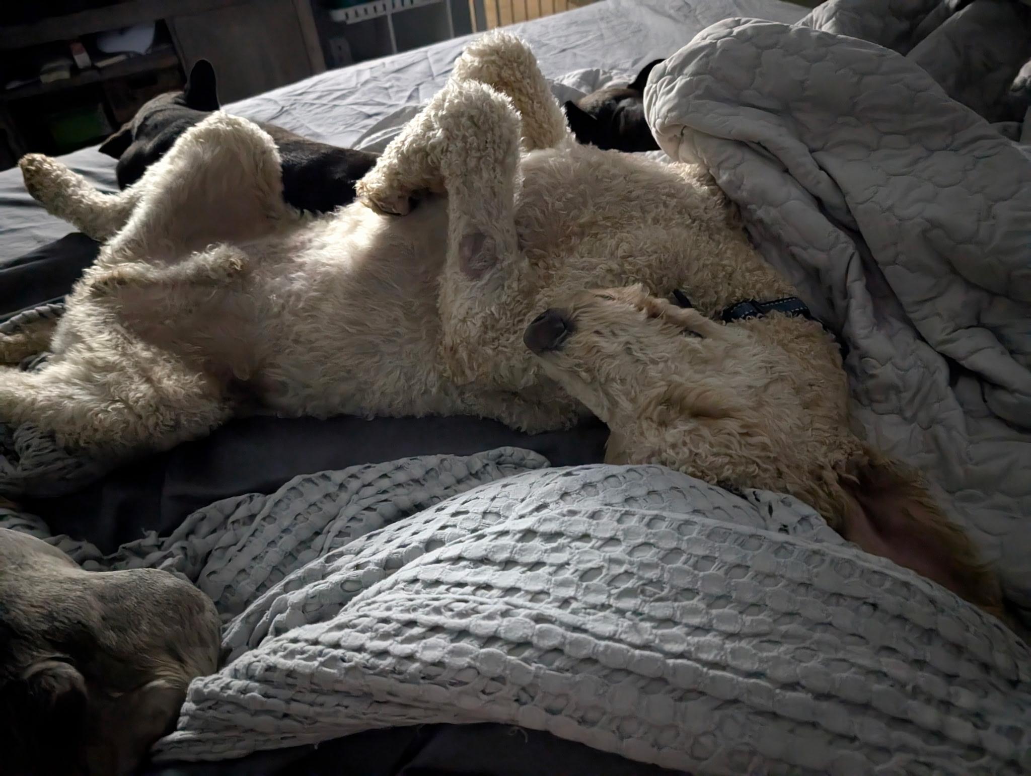 Enlarge Theodore, a Adopted Standard Poodle in Casa Grande, AZ image 4/5