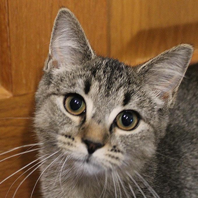 Enlarge Faisy -Blk Tiger, a Adoptable American Shorthair in Defiance, OH image 1/6