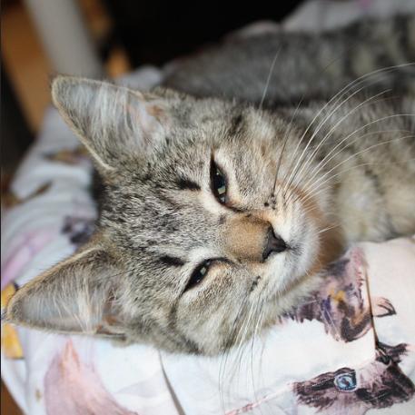 Enlarge Faisy -Blk Tiger, a Adoptable American Shorthair in Defiance, OH image 2/6