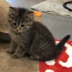 Enlarge Faisy -Blk Tiger, a Adoptable American Shorthair in Defiance, OH image 3/6