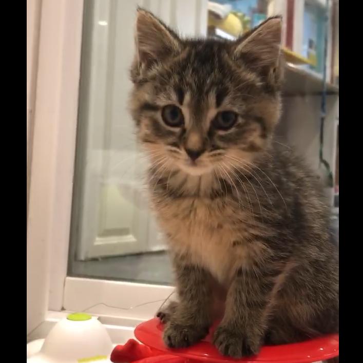 Enlarge Faisy -Blk Tiger, a Adoptable American Shorthair in Defiance, OH image 5/6