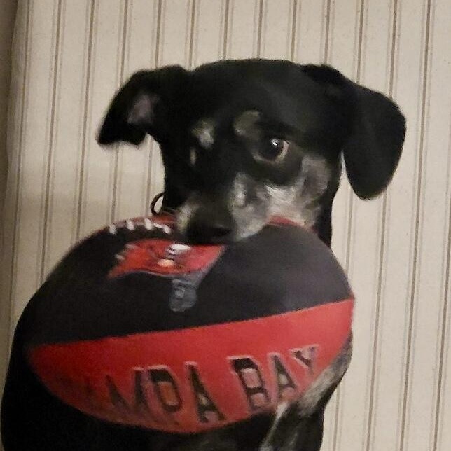 Enlarge Duke, a ADOPTABLE mixed breed in Sarasota, FL image 2/3