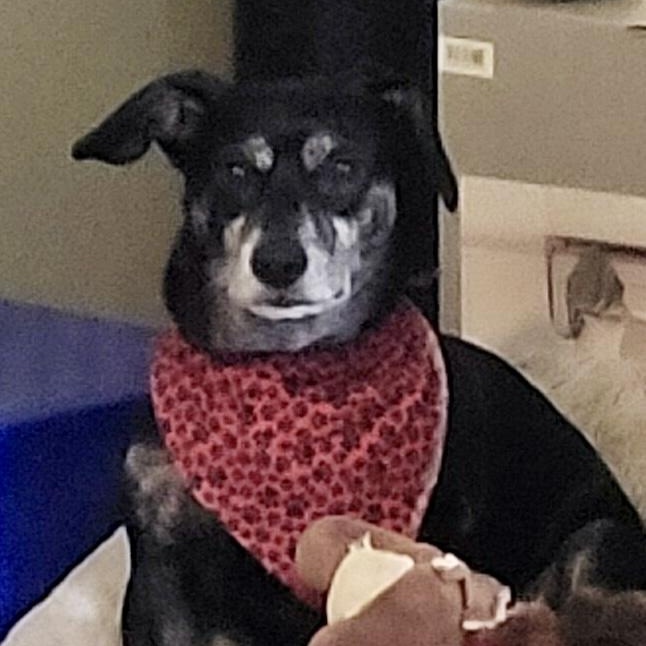 Enlarge Duke, a ADOPTABLE mixed breed in Sarasota, FL image 3/3