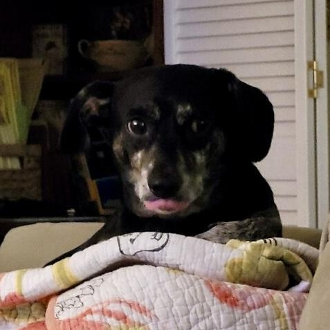 Enlarge Duke, a ADOPTABLE mixed breed in Sarasota, FL image 1/3