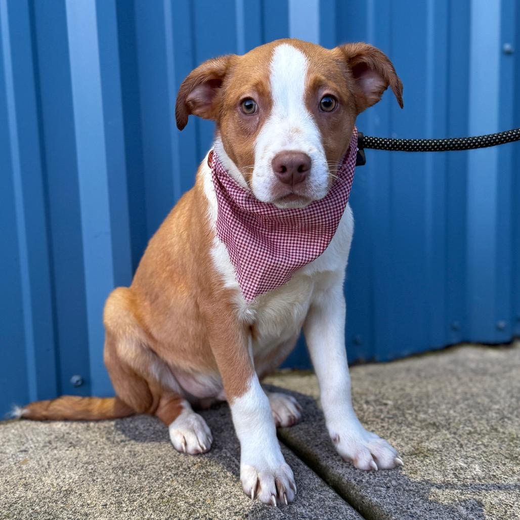 Buddy, Adoptable, Puppy Male Australian Shepherd & Border Collie.