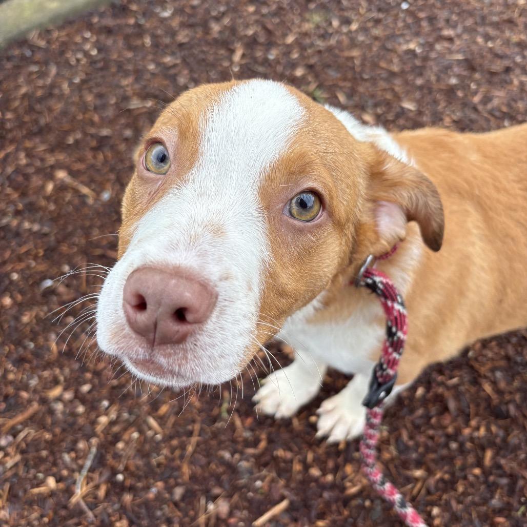 Buddy, a Adoptable mixed breed in Newberg, OR image 2/6