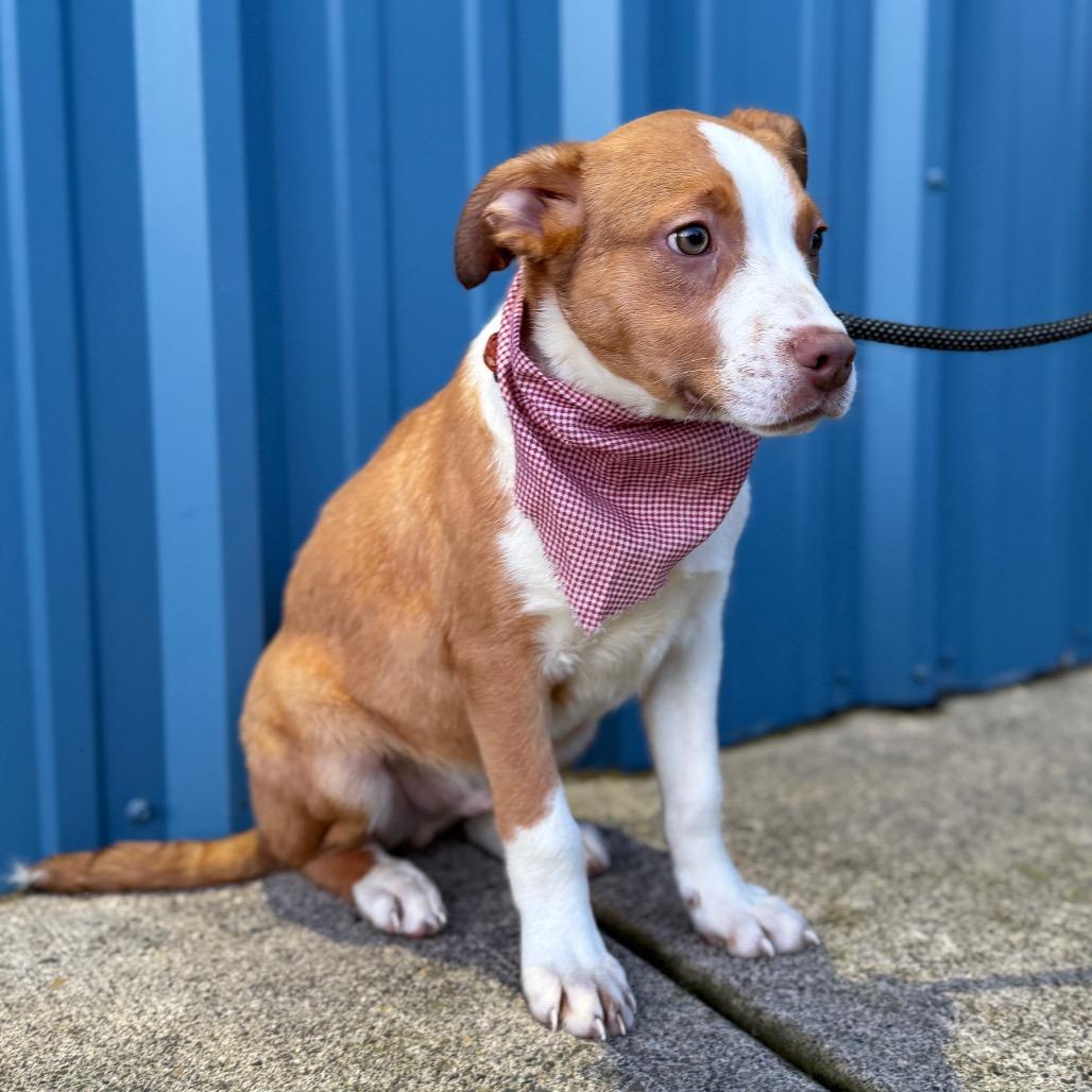 Buddy, a Adoptable mixed breed in Newberg, OR image 3/6