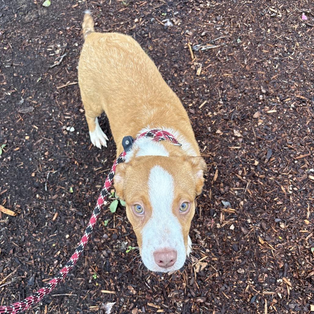 Buddy, a Adoptable mixed breed in Newberg, OR image 5/6
