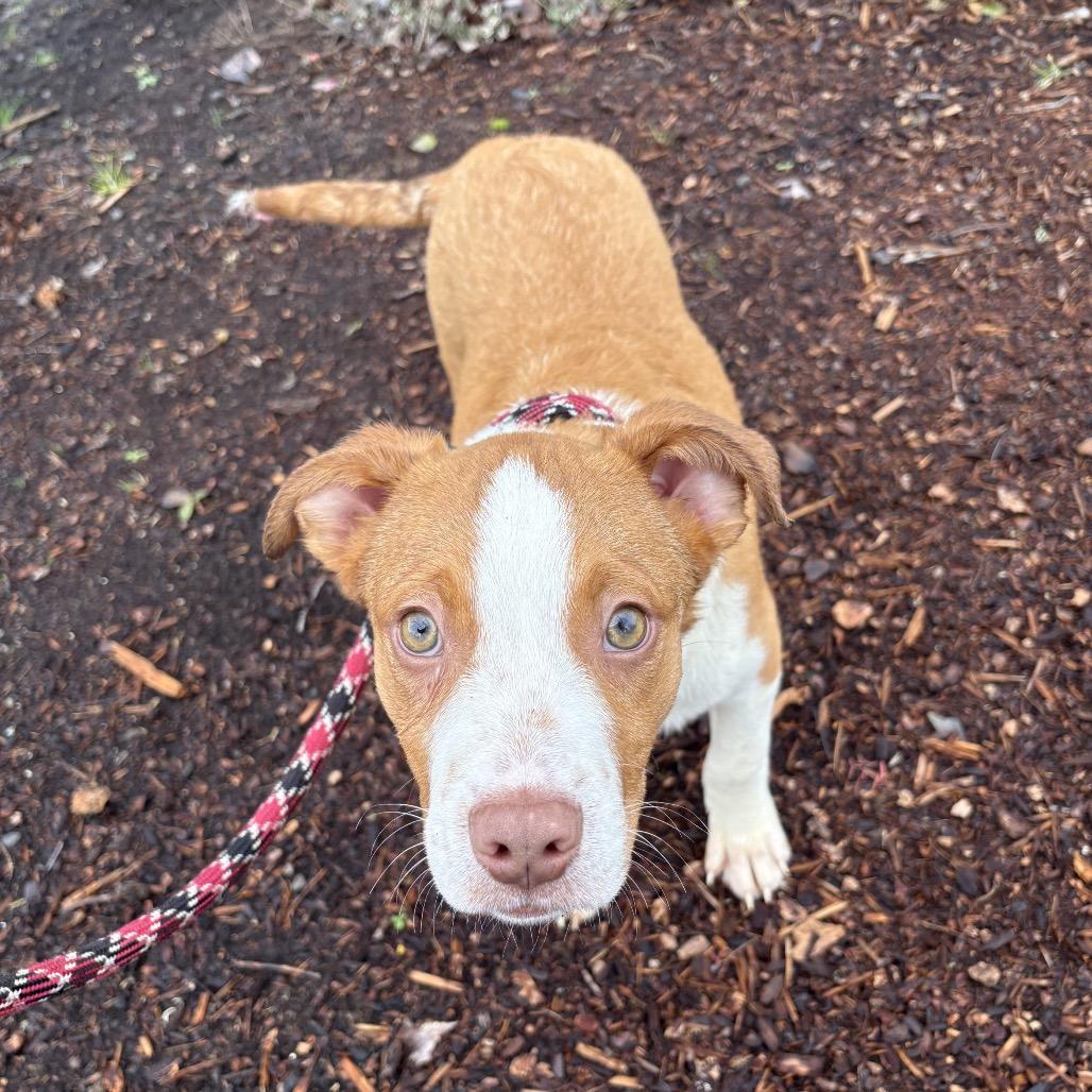 Buddy, a Adoptable mixed breed in Newberg, OR image 6/6