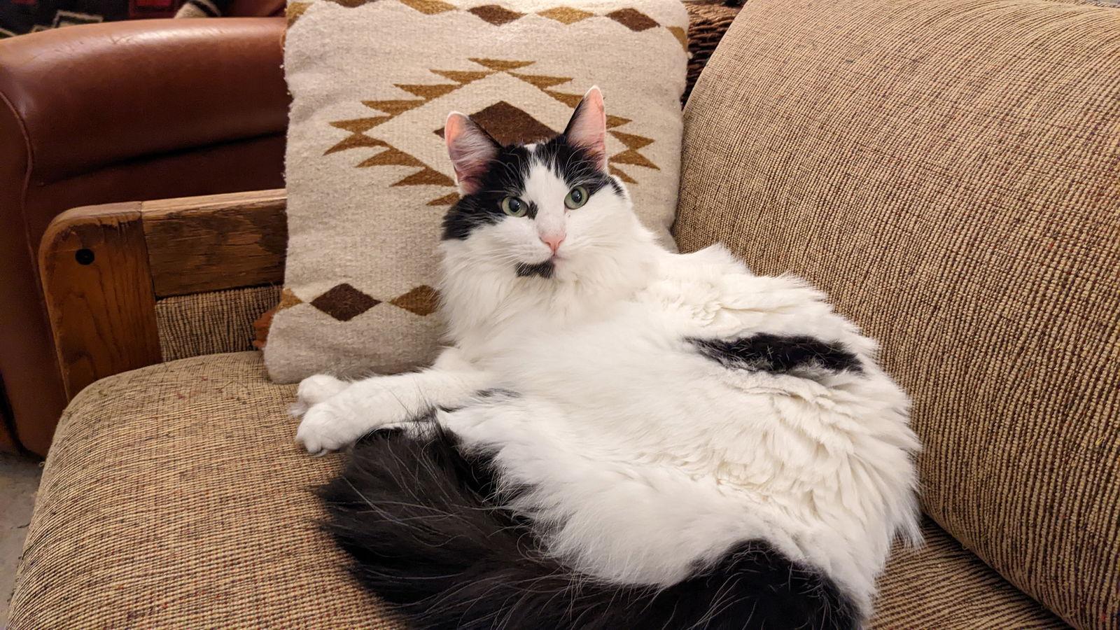Enlarge mercedes, a Adoptable Domestic Long Hair in San Jose, CA image 1/6