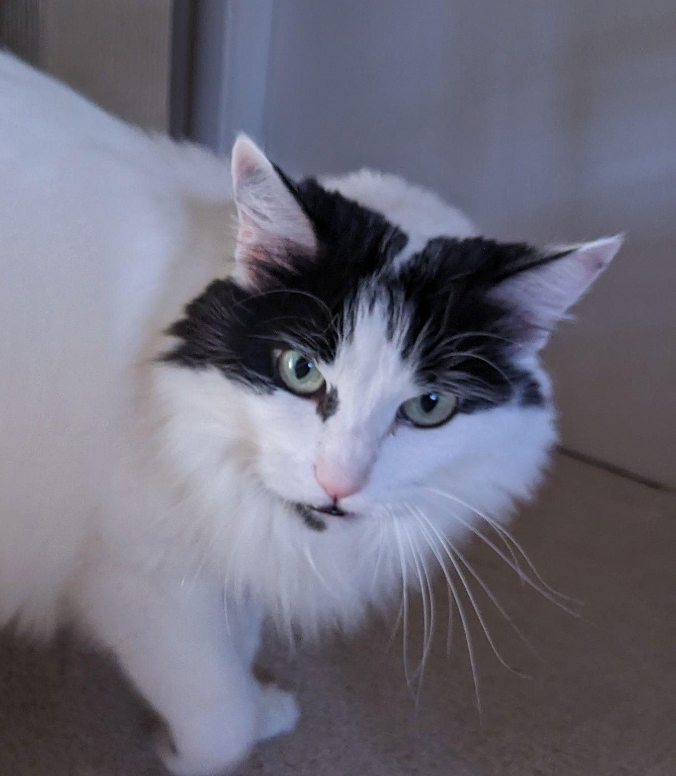 Enlarge mercedes, a Adoptable Domestic Long Hair in San Jose, CA image 3/6