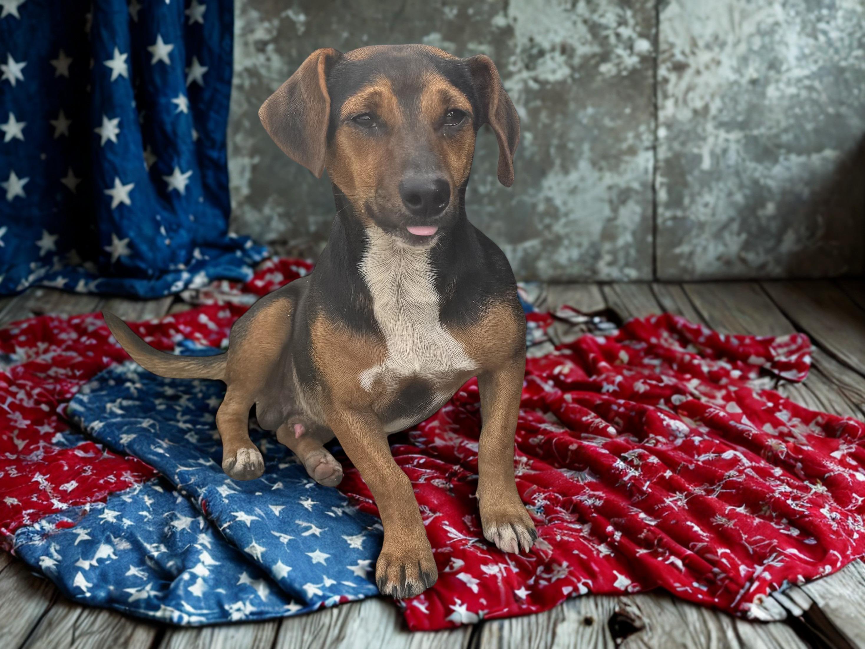 Mabry, a ADOPTABLE mixed breed in Dallas, GA image 1/2