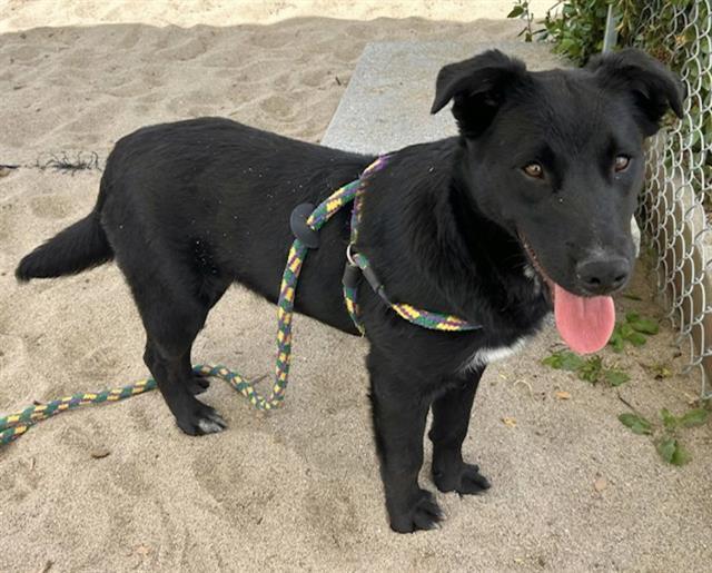 Enlarge MILO, a Adoptable mixed breed in Salinas, CA image 1/1