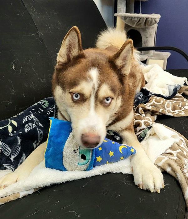 Lake 45799, Adoptable, Adult Male Siberian Husky.
