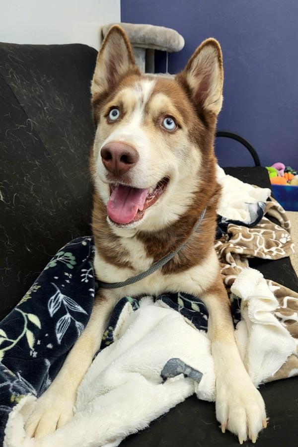 Enlarge Lake 45799, a Adoptable mixed breed in Pocatello, ID image 3/6