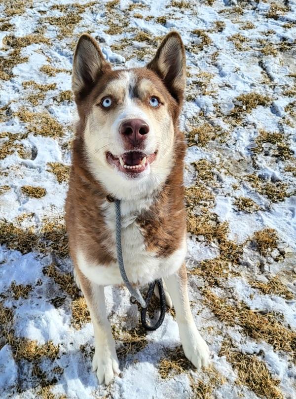 Enlarge Lake 45799, a Adoptable mixed breed in Pocatello, ID image 4/6